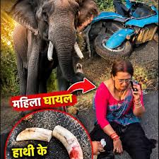 Elephants Tusk Broken After Accident उत्तराखंड के खटीमा रोड पर हुआ एक ऐसा हादसा जिसने सभी को हैरान कर दिया एक  महिला टीचर की एक्टिवा स्कूटी सीधे एक विशाल हाथी से जा टकराई। टक्कर ...