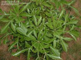 Image result for Cussonia natalensis