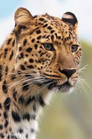صور فهد أجمل صور حيوان النمر مع بعض المعلومات عنه Wild Cats Animals Beautiful Animals
