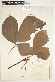 Image result for Agelaea pentagyna