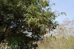 Image result for Cyclosorus striatus