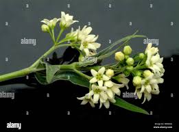 Image result for Vincetoxicum conspicuum