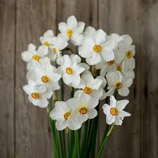 Floret Flower Farm S Favorite Narcissus Floret Shop Flower Farm Narcissus Flowers
