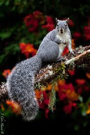 While they're not as common as other pet rodents, flying squirrels can be kept as a pet in most states although some will require you to get a permit. Chris The Photog Serendipitous Squirrel Animals Beautiful Cute Squirrel Animals Wild