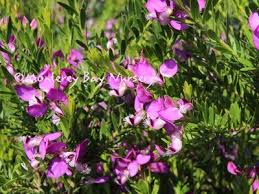 Image result for Polygala rivularis