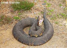 Cottonmouth State Of Tennessee Wildlife Resources Agency