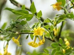 Find, attract, and engage customers: Tips Information About Jasmine Gardening Know How