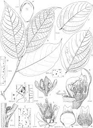 Image result for Grewia schmitzii