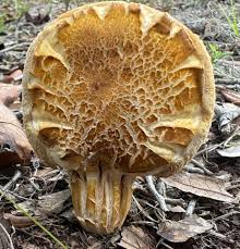 Image result for Xanthoconium sp.