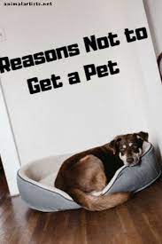 Animalele de companie sunt animalele domestice pe care omul le întreține și le îngrijește în preajma căminului pentru a comunica și pentru a primi emoții pozitive. Cele Mai Populare Articole In SecÈ›iunea Proprietatea Animalelor De Companie February 2021 Lumea Animalelor De Companie