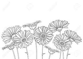 These beautiful blooms are perfect for any occasion … Bunch Of Outline Gerbera Flower In Black Isolated Royalty Free Cliparts Vectors And Stock Illustration Image 123282776