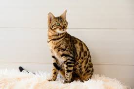 Bengal kittens, savannah kittens, serval kittens and cracal kittens in our large breeding program, all of our kittens are exposed to an appropriate amount of uv lighting. The Bengal Cat Ultimate Guide