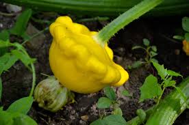 We did not find results for: How To Plant And Grow Zucchini And Summer Squash