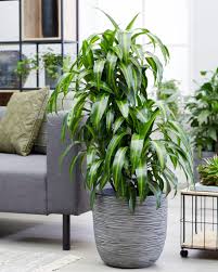 Image result for Dracaena fragrans