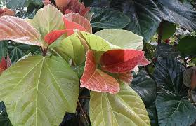 Known for its fleshy fruits, fig trees thrive in warm and dry. Ficus Auriculata Fig Tree Elephant Ear Fig Tender Leaves Plant Natural Botanical Organic Botany Herb Agriculture Pikist
