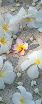 Frangipani Bali Planter Des Fleurs Fleurs Tropicales Fleurs Nature
