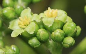 Image result for Jatropha curcas