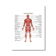 This form of stress testing is usually performed with exercise protocols using either a treadmill or bicycle. Human Muscular System Diagram Print Biology Medical Education Chart Poster Doctor Office Wall Art Decor Medicine Canvas Painting Painting Calligraphy Aliexpress