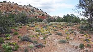 Image result for Tinnea vesiculosa