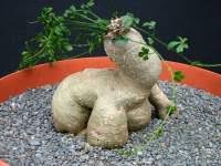 Image result for Kedrostis nana