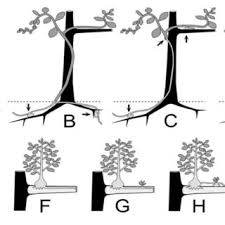 Image result for Agelanthus natalitius