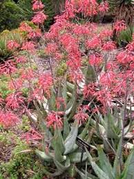 Image result for Aloe buchananii