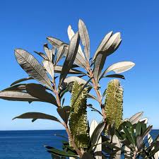 Image result for Banksia integrifolia