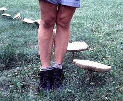 Tom volk's fungus of the month for august 1999 this month's fungus is chlorophyllum molybdites, the green spored lepiota. Chlorophyllum Molybdites The Green Spored Lepiota Tom Volk S Fungus Of The Month For August 1999