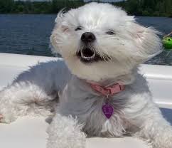 Find cheap australia cruises on tripadvisor. Top 10 Dog Friendly Cruises For Your Next Holiday