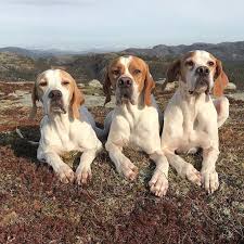 Hilde Bjaanes Ims On Instagram Fjelltur I Nydelig Vaer Pointer Pointingdog Pointingdogd Pointerdog Pointeringles Englishpointer Englishpointersofin