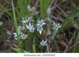 Image result for Swertia eminii
