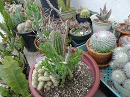 Image result for Senecio forbesii