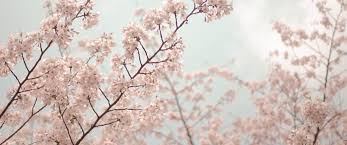 Collection by alifia ameilia • last updated 15 hours ago. Cherry Blossom Tree 3440 1440 Wallpaper 3440x1440 Wallpapers