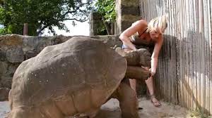 We did not find results for: Tortue Geante Giant Turtle Madagascar 2 2 Youtube