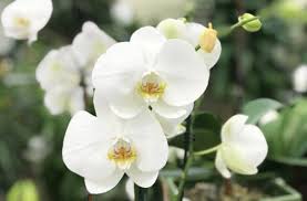 I Found This On Google Lol In 2020 Orchid Leaves Repotting Orchids Indoor Orchids