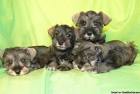 Schnauzer (Miniature) Puppies for Sale - Adoptapet