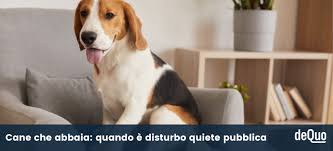 Il dogue de bordeaux, molto agile e svelto viene usato come cane da guardia e da difesa. Cane Che Abbaia Cosa Fare E Chi Chiamare Dequo