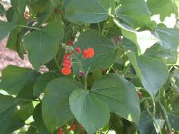 Image result for Phaseolus coccineus