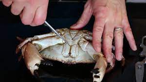 Il granchio è un crostaceo molto versatile, in tavola. Come Pulire Un Granchio Gigante Youtube