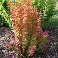Image result for Barberry