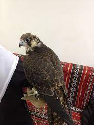لحظه به لحظه با یورو ۲۰۲۰. Ø£Ø¨Ùˆ Ø¸Ø§Ù‡Ø± Ø§Ù„Ø¯Ù…Ø§Ùƒ On Twitter ÙŠØ¹Ù„Ù† Ù…ÙƒØªØ¨ Ø§Ù„ØµØ¨Ø§Ø­ÙŠÙ‡ Ù„Ø¨ÙŠØ¹ Ø§Ù„ØµÙ‚ÙˆØ± Ø¹Ù† ÙˆØµÙˆÙ„ ÙØ±Ø® Ø´Ø§Ù‡ÙŠÙ† ÙˆØ­Ø´ Ø±ØªÙˆÙŠØª Http T Co Ht388gdt