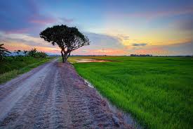 Free 45 best nature hd wallpaper pack unduh. Bidang Wallpaper Rumput Langit Malam Pohon Hd Layar Lebar Definisi Tinggi Fullscreen