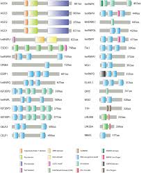 Hi jd, i'm not sure why the term metastatic was only used recently. Frontiers Post Transcriptional Regulation Of Colorectal Cancer A Focus On Rna Binding Proteins Molecular Biosciences