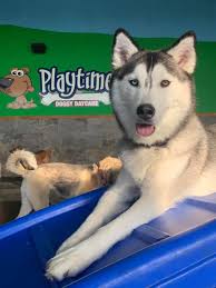 We did not find results for: Home Playtime Doggy Daycare