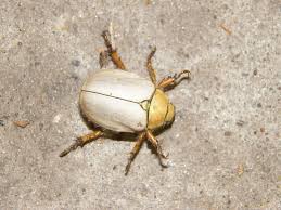Crazy White And Gold June Bug June Bug Bugs Entomology
