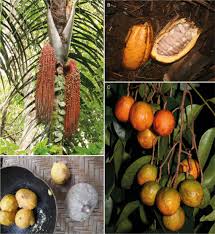 Image result for Malouetia mildbraedii