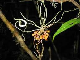 Image result for Microcoelia corallina