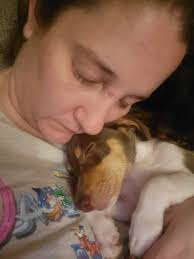 Dinner Time for Rat Terriers