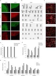 While there are several options for this resource pack, the faithful 32×32 resource pack was designed specifically by the developers to provide a lower resolution option for gamers with computers that cannot process. Faithful Sgce Imprinting In Ipsc Derived Cortical Neurons An Endogenous Cellular Model Of Myoclonus Dystonia Scientific Reports