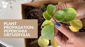 The peperomia plant is a smart choice for beginner houseplant enthusiasts. Simple Peperomia Obtusifolia Propagation Suburbansill
